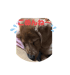 カイリちゃん2（個別スタンプ：1）