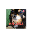 ブラックタンチワワのコタ（個別スタンプ：6）