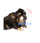 ブラックタンチワワのコタ（個別スタンプ：7）