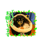 ブラックタンチワワのコタ（個別スタンプ：11）