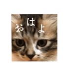可愛い猫（レオ）のスタンプ（個別スタンプ：2）