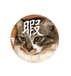 可愛い猫（レオ）のスタンプ（個別スタンプ：5）