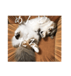 可愛い猫（レオ）のスタンプ（個別スタンプ：6）