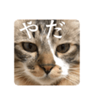 可愛い猫（レオ）のスタンプ（個別スタンプ：7）