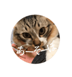 可愛い猫（レオ）のスタンプ（個別スタンプ：8）