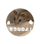 うにすた-日常編4-（個別スタンプ：3）