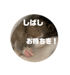 うにすた-日常編4-（個別スタンプ：16）