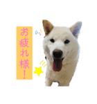 雪姫とポン太の日常2（個別スタンプ：1）