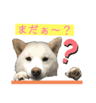 雪姫とポン太の日常2（個別スタンプ：3）