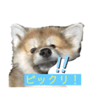 雪姫とポン太の日常2（個別スタンプ：4）