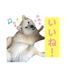 雪姫とポン太の日常2（個別スタンプ：5）