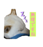 雪姫とポン太の日常2（個別スタンプ：13）