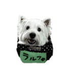 ウエスティのラルフ①（個別スタンプ：1）