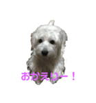 ウエスティのラルフ①（個別スタンプ：2）