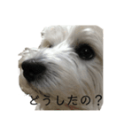 ウエスティのラルフ①（個別スタンプ：5）
