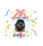 さとうあずきスタンプ（個別スタンプ：12）