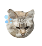 りさポップ（個別スタンプ：1）
