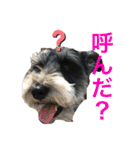 シュナウザーのジョバンヌ君第2弾(ほぼ顔)（個別スタンプ：25）