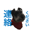 シュナウザーのジョバンヌ君第2弾(ほぼ顔)（個別スタンプ：40）