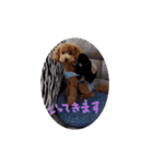 モカ（トイプードル）（個別スタンプ：2）