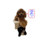 モカ（トイプードル）（個別スタンプ：3）