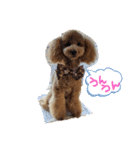 モカ（トイプードル）（個別スタンプ：4）