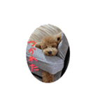 モカ（トイプードル）（個別スタンプ：5）