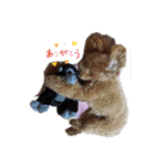 モカ（トイプードル）（個別スタンプ：6）