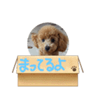 モカ（トイプードル）（個別スタンプ：14）