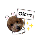 モカ（トイプードル）（個別スタンプ：15）