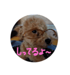 モカ（トイプードル）（個別スタンプ：22）
