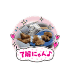 モカ（トイプードル）（個別スタンプ：24）