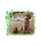 モカ（トイプードル）（個別スタンプ：33）