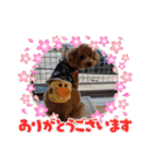 モカ（トイプードル）（個別スタンプ：38）