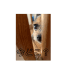 どっくず（個別スタンプ：2）