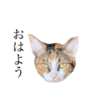 保護猫秋 AKI no.3（個別スタンプ：1）