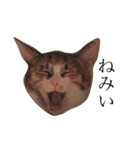 保護猫秋 AKI no.3（個別スタンプ：2）