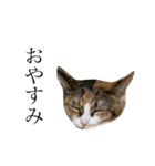 保護猫秋 AKI no.3（個別スタンプ：3）