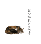 保護猫秋 AKI no.3（個別スタンプ：7）
