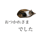 保護猫秋 AKI no.3（個別スタンプ：8）