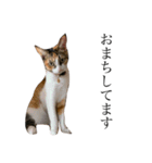 保護猫秋 AKI no.3（個別スタンプ：9）