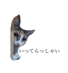 保護猫秋 AKI no.3（個別スタンプ：10）