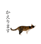 保護猫秋 AKI no.3（個別スタンプ：11）