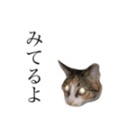 保護猫秋 AKI no.3（個別スタンプ：12）