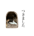 保護猫秋 AKI no.3（個別スタンプ：13）