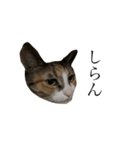 保護猫秋 AKI no.3（個別スタンプ：15）