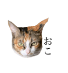 保護猫秋 AKI no.3（個別スタンプ：16）