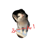 あずきとしらたま（個別スタンプ：1）