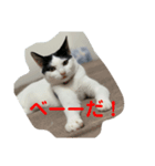 あずきとしらたま（個別スタンプ：2）