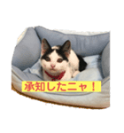 あずきとしらたま（個別スタンプ：3）